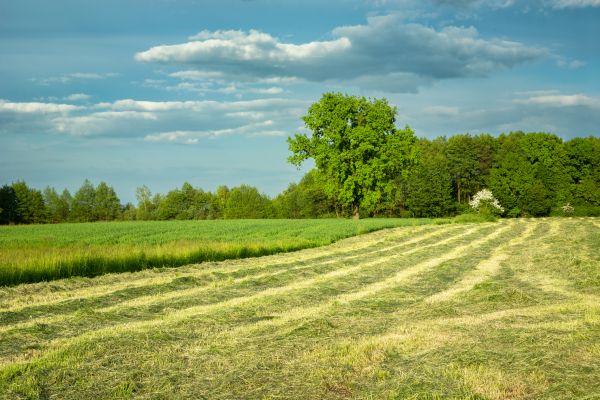 Cost of Vegetation Removal in Findlay