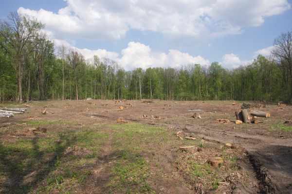 Cost of Pasture Clearing in Findlay