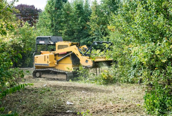 Cost of Pathway Clearing in Findlay