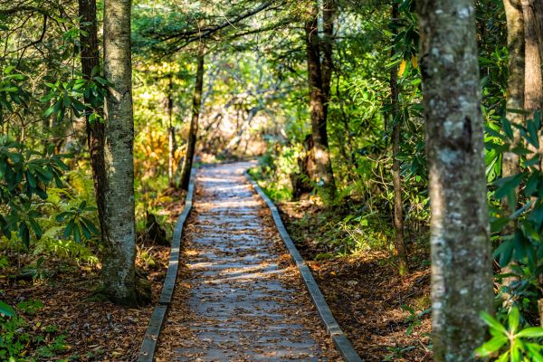 Cost of Trail Clearing in Findlay
